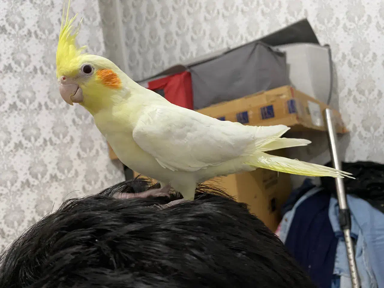 عروس هلندی مولد|پرنده|شهریار, شهریار|دیوار