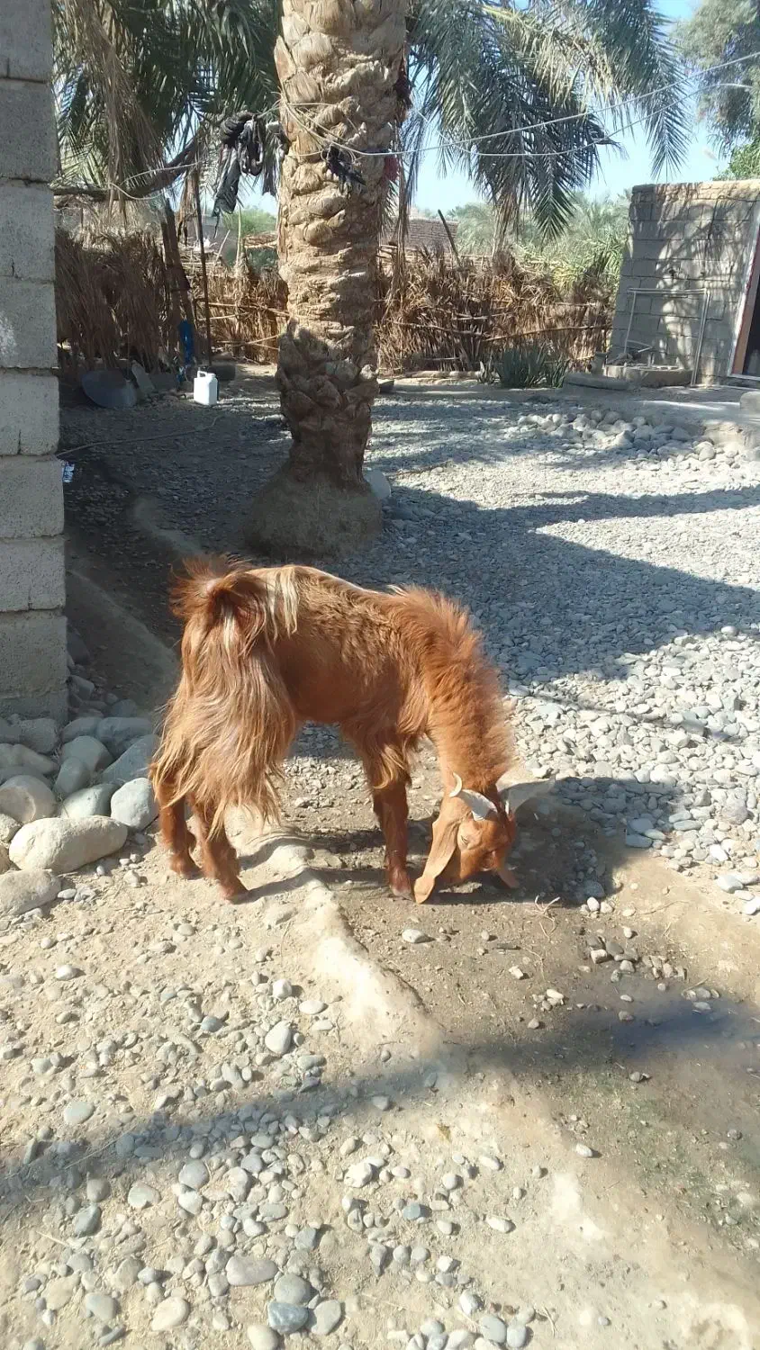 گوسفند پاکستلنی|حیوانات مزرعه|عنبرآباد, |دیوار