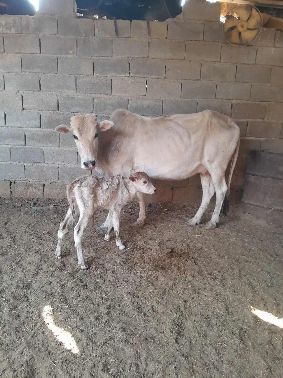 گاو بل گوساله ماده|حیوانات مزرعه|شادگان, |دیوار