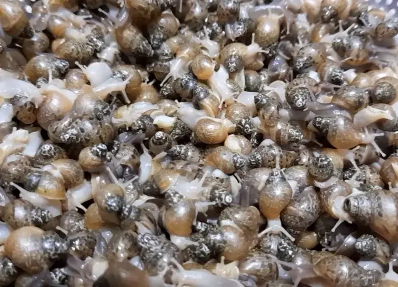 حلزون|خزنده|اراک, |دیوار