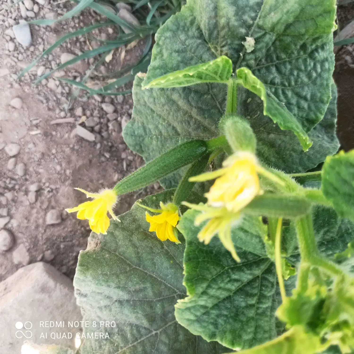 ۱۲۰۰ متر زمین در میرآباد بالا خیابان تختی|فروش زمین و ملک کلنگی|نیشابور, مازول|دیوار