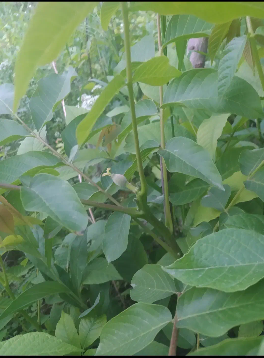 نهال گردو|خدمات باغبانی و درختکاری|مشگین شهر, |دیوار