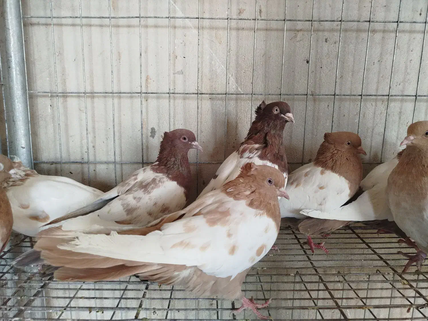 کبوتر سینه ای درجه یک|پرنده|اصفهان, ارغوانیه|دیوار