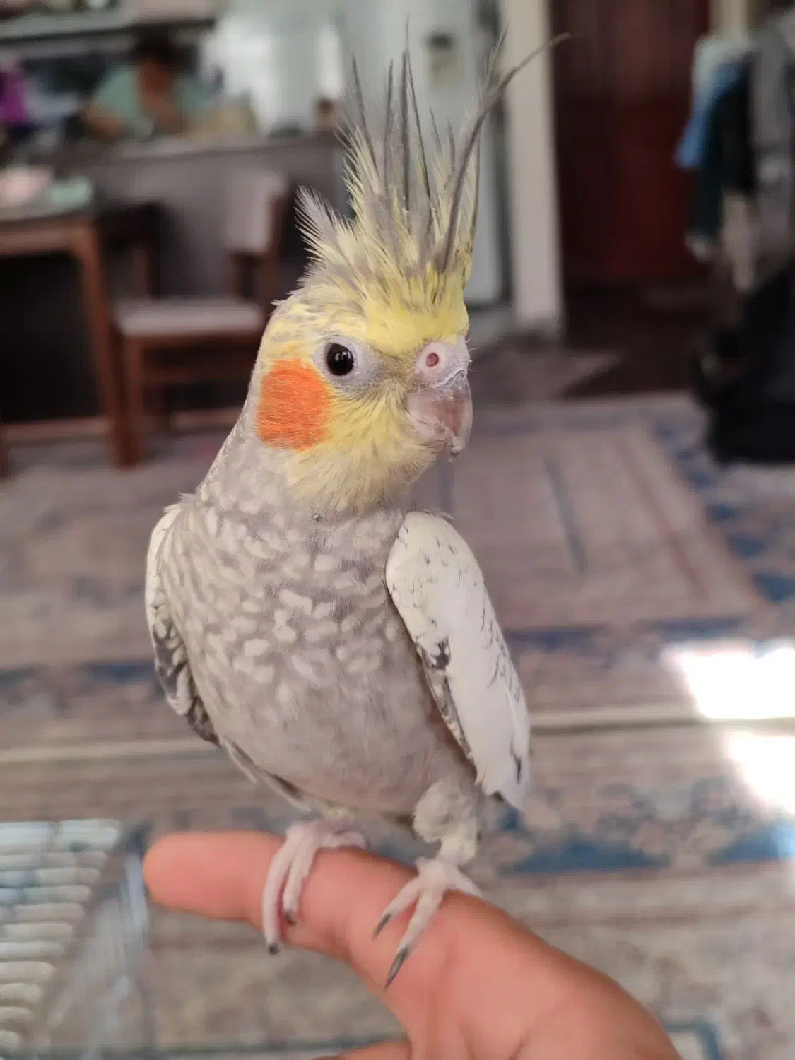 عروس هلندی مولد|پرنده|اندیشه, پرنیان|دیوار