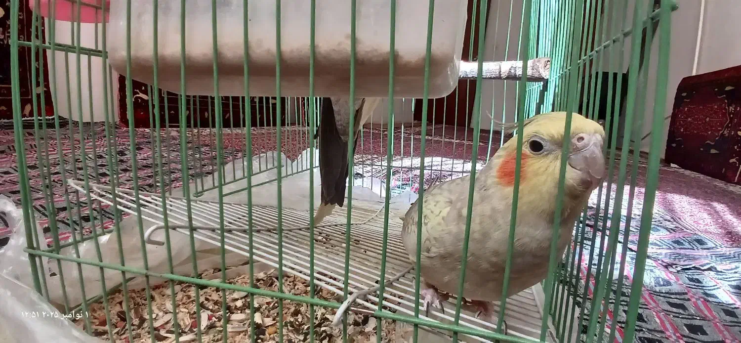 عروس هلندی از نژاد خاص|پرنده|قروه, |دیوار