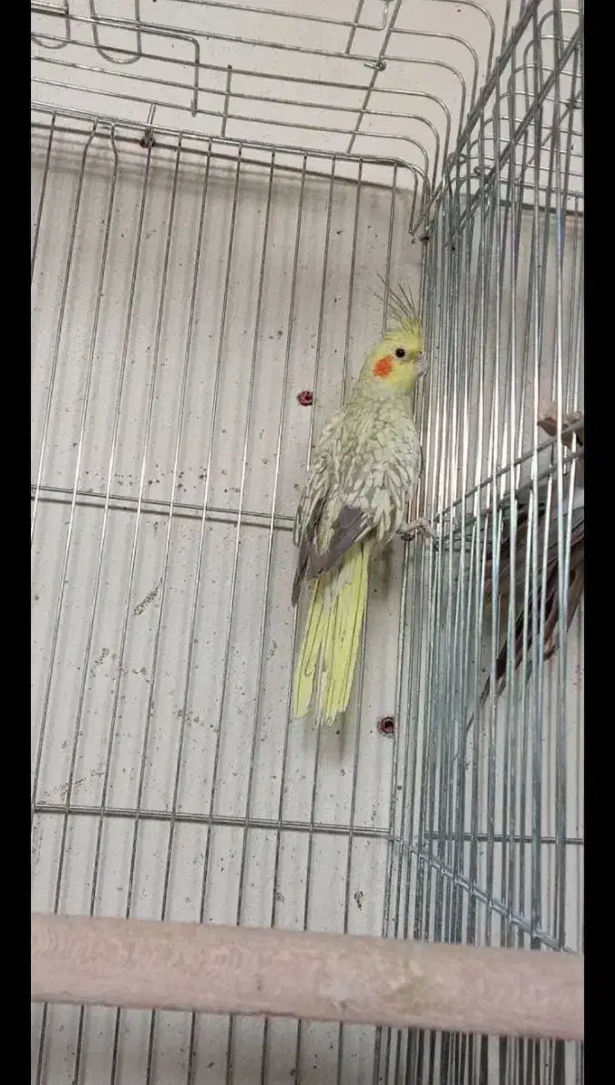 عروس هلندی معاوضه|پرنده|کرج, شاهینویلا|دیوار