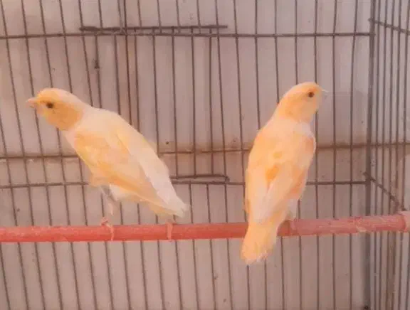 قناری و سهره سروستان|پرنده|سروستان, |دیوار