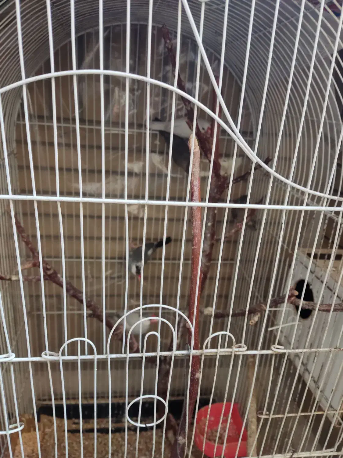 فنچ نرگسی|پرنده|مشهد, زمرد|دیوار