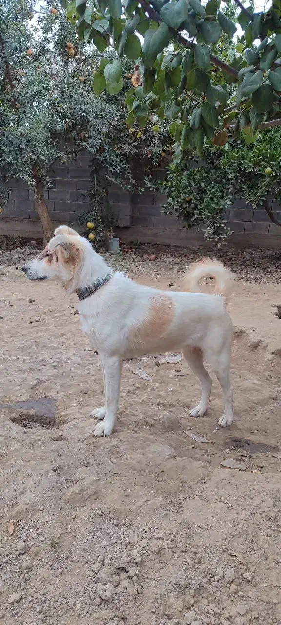 پا کوتاه|سگ|سیمین شهر, |دیوار