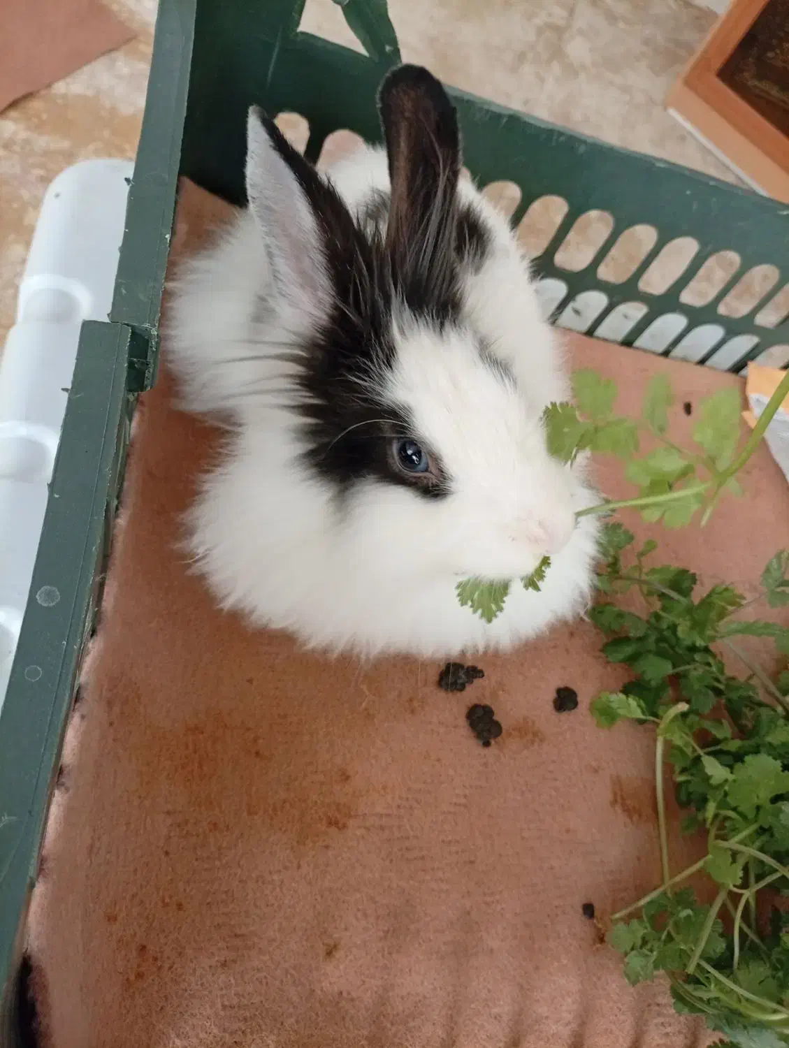 خرگوش نرمینیاتوری|موش و خرگوش|مهاباد (آذربایجان غربی), |دیوار