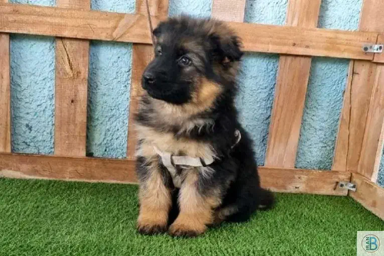 ژرمن شپرد شولاین|سگ|رشت, گلسار|دیوار