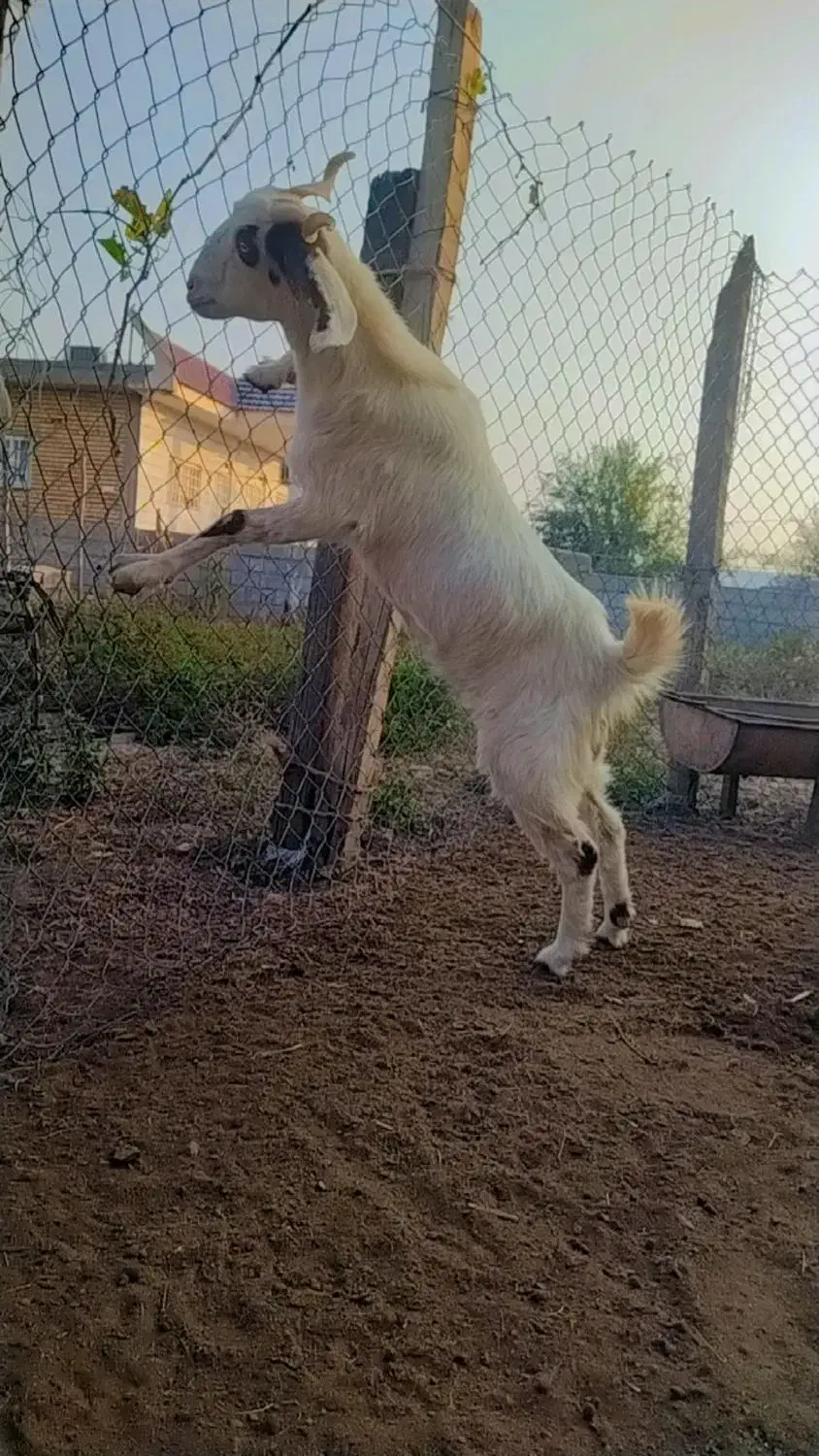 بز شکم اول آبستن جنس خوب|حیوانات مزرعه|آزادشهر, |دیوار