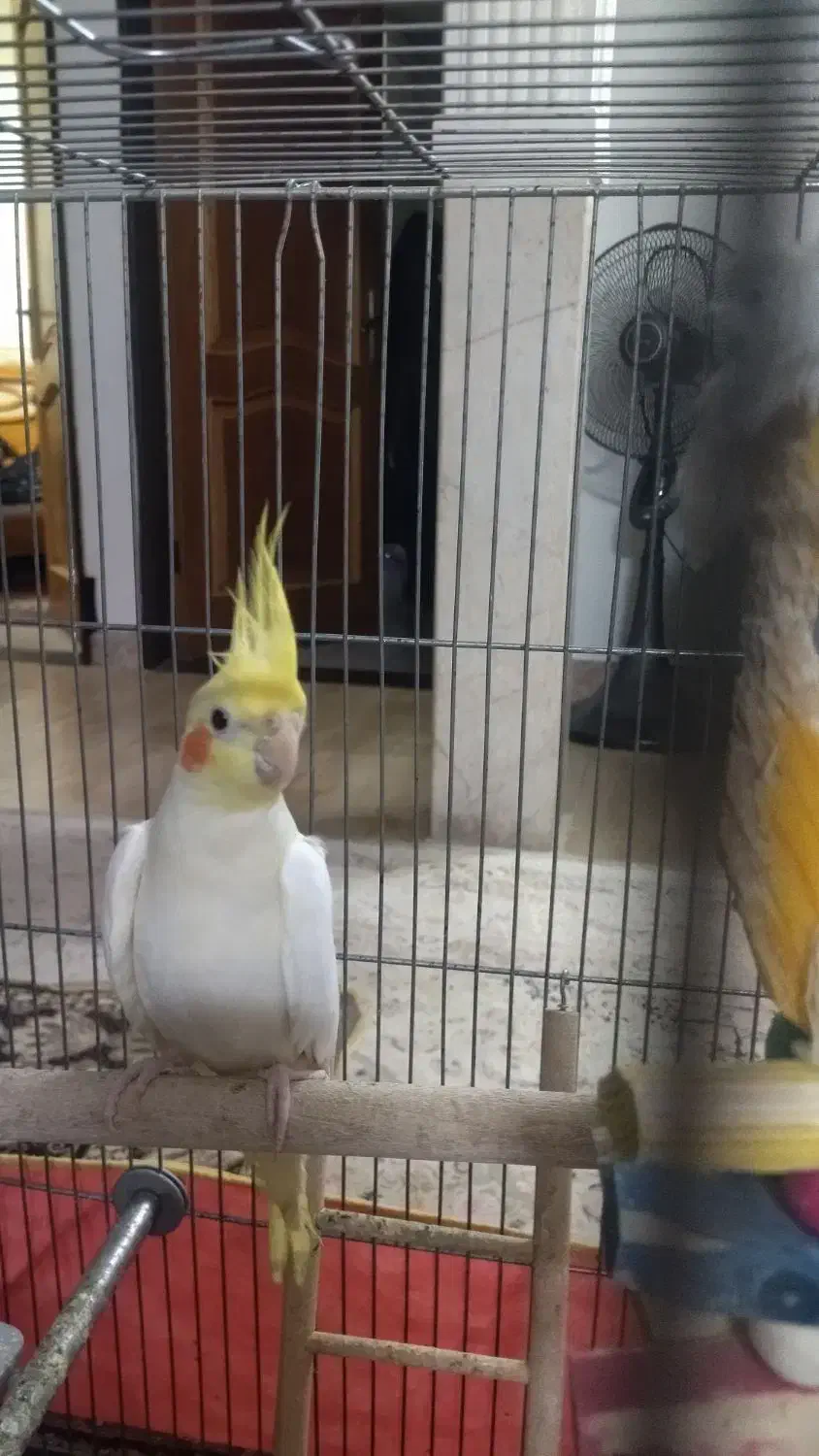 عروس هلندی|پرنده|آشخانه, |دیوار