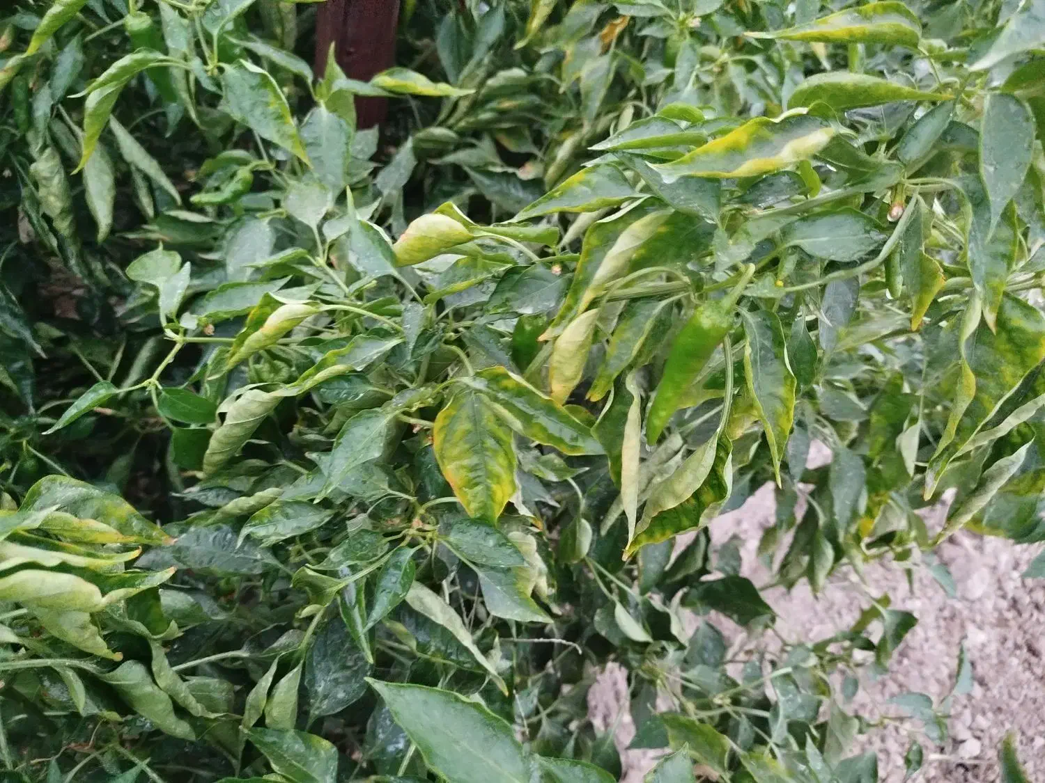 فلفل ریزه تند و شیرین|خوردنی و آشامیدنی|قهدریجان, |دیوار