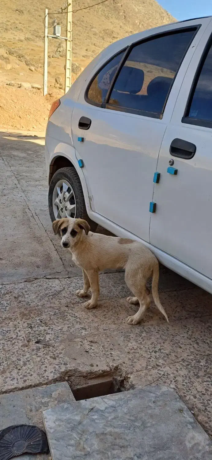 سگ خانگی پاکوتاه|سگ|خرم‌آباد, |دیوار