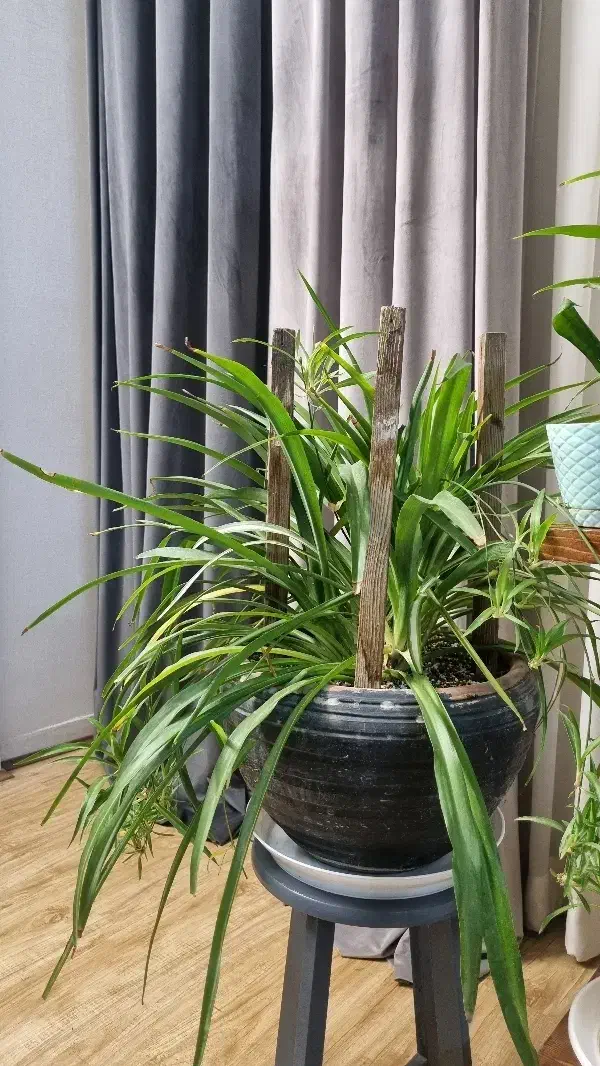 گل گندمی|گل و گیاه طبیعی|مشهد, هفت تیر (نه دره)|دیوار