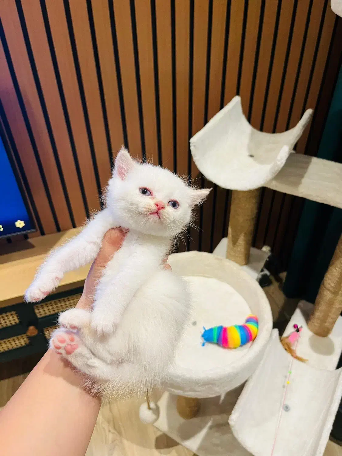 بریتیش رد پوینت ماده|گربه|چالوس, |دیوار