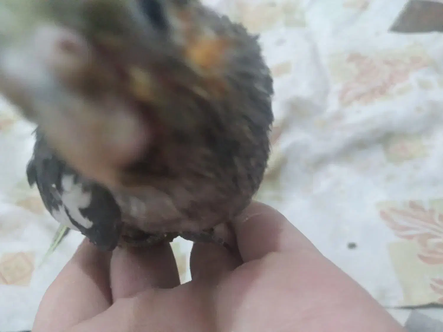 جوجه   عروس   هلندی  سرلایک|پرنده|کرج, حیدرآباد|دیوار