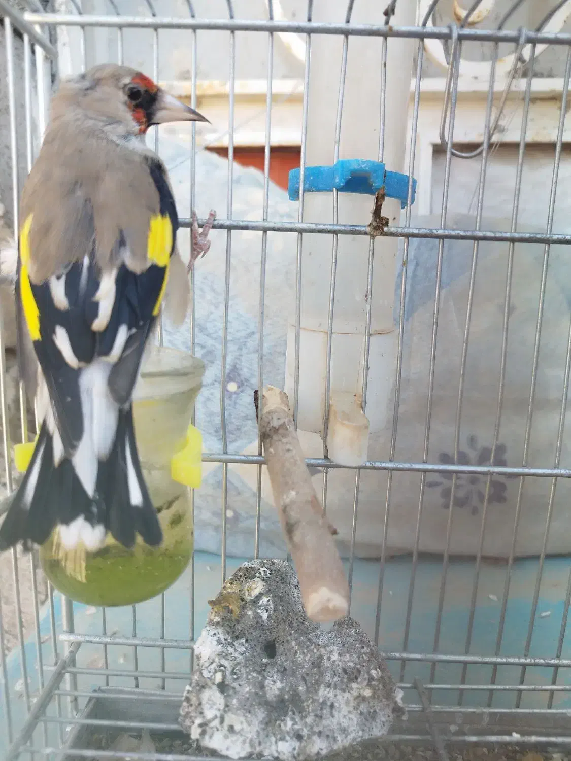 سهره|پرنده|مرودشت, کناره|دیوار