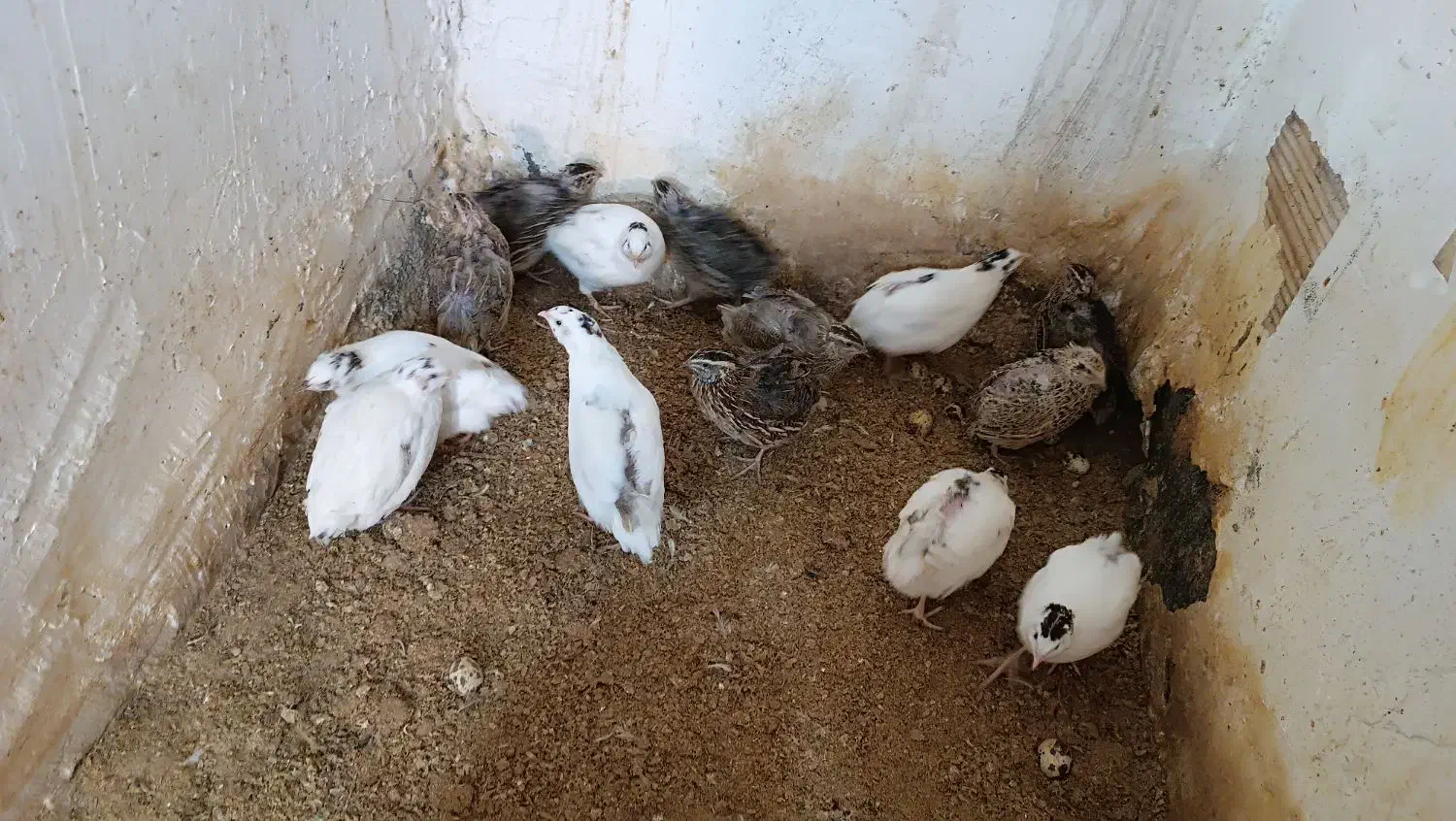 بلدرچین بالغ|حیوانات مزرعه|مشهد, عامل|دیوار