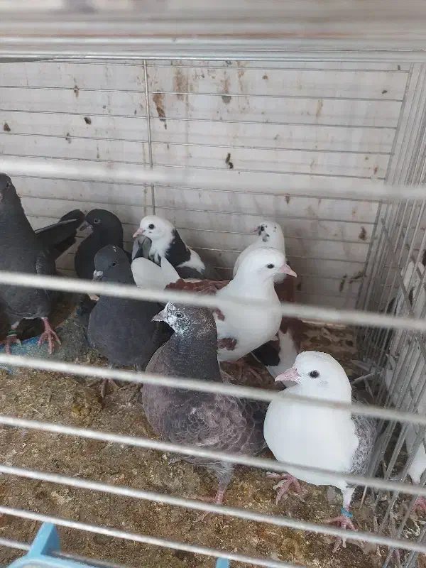 جوجه کفتر پرشی|پرنده|پاکدشت, پارچین|دیوار