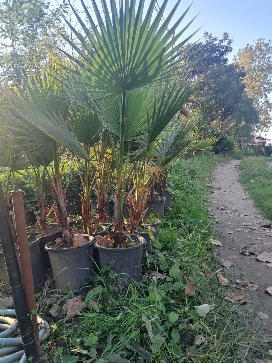 یاس هلندی ارتفاع ۲ متری|گل و گیاه طبیعی|رودسر, |دیوار