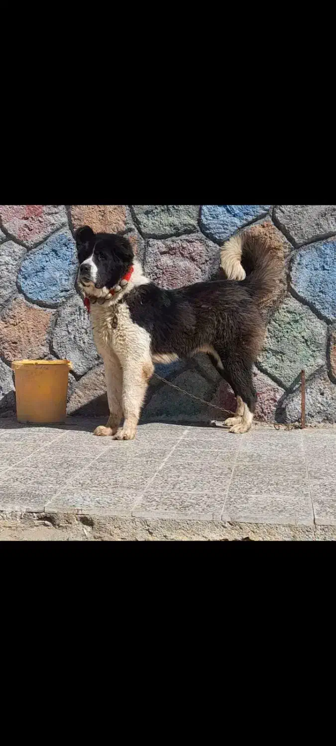 سگ اصیل|سگ|نجفآباد, ویلاشهر|دیوار