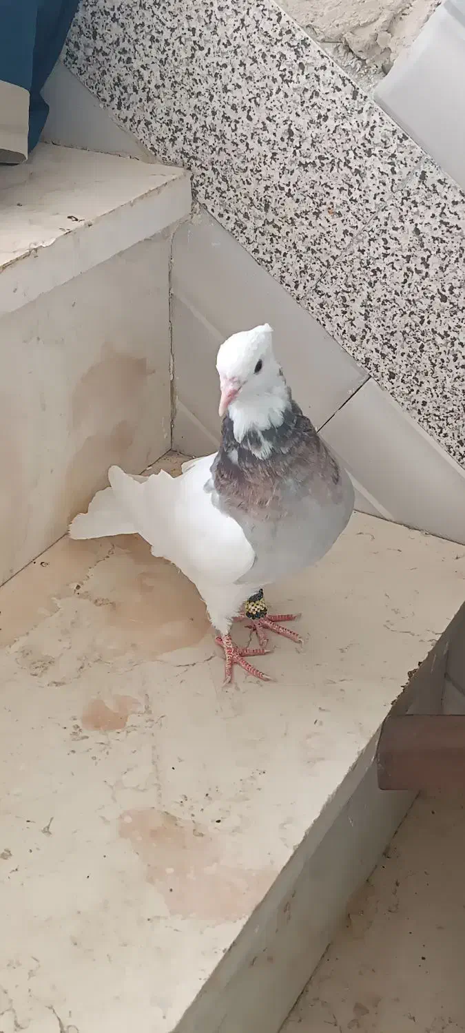 کفتر|پرنده|لردگان, |دیوار