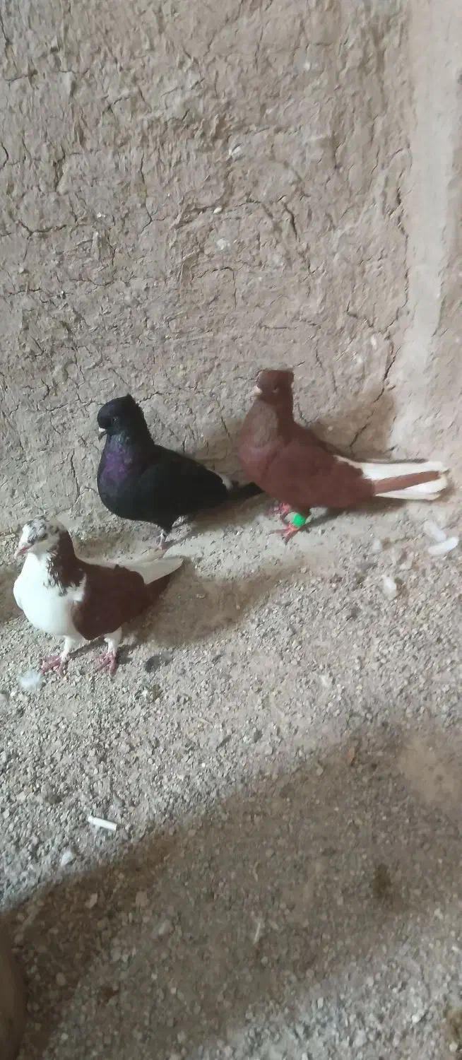 رنگی....|حیوانات|خرمشهر, |دیوار