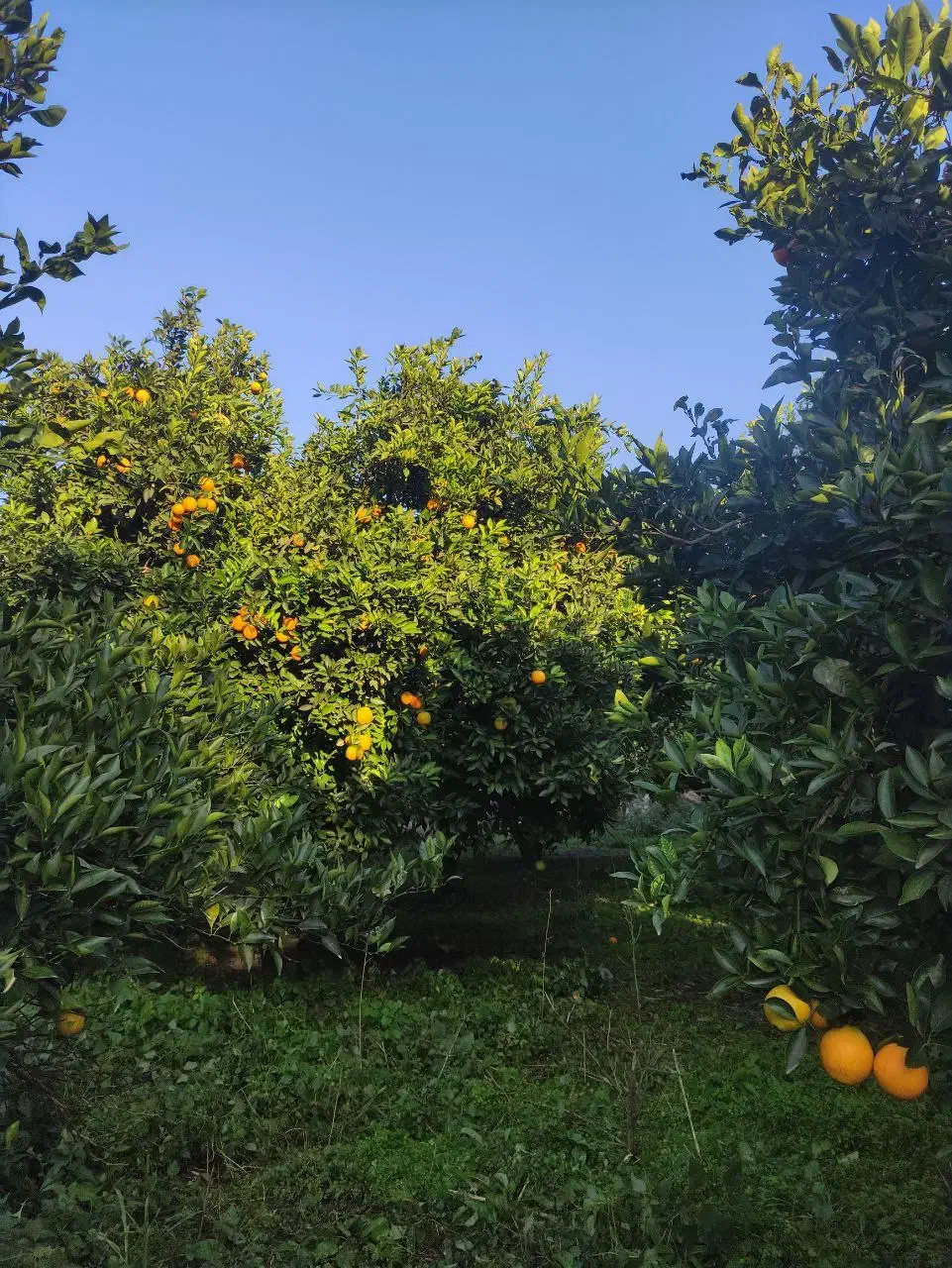 تامسون|خوردنی و آشامیدنی|گلوگاه, |دیوار