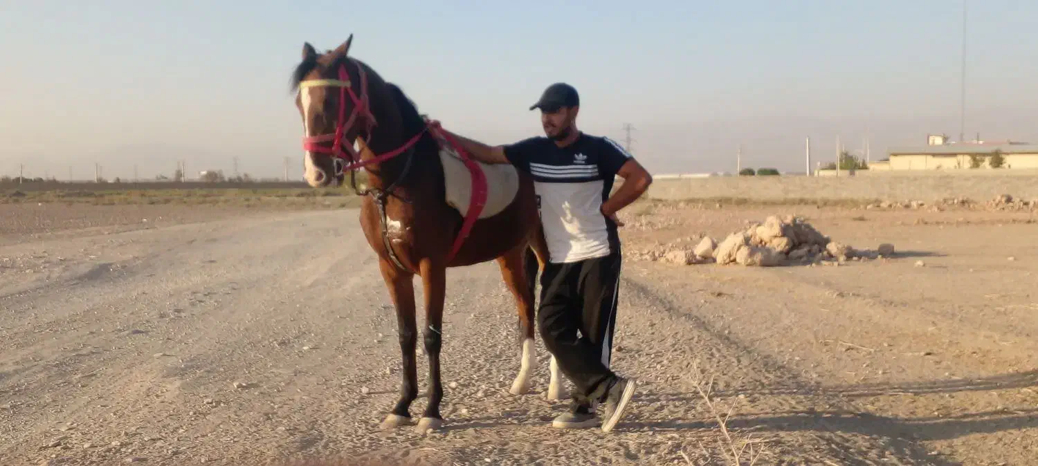 اسب|اسب و تجهیزات اسبسواری|تنکمان, |دیوار