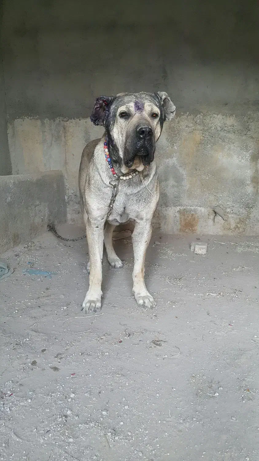 سگ سرابی|سگ|تبریز, |دیوار