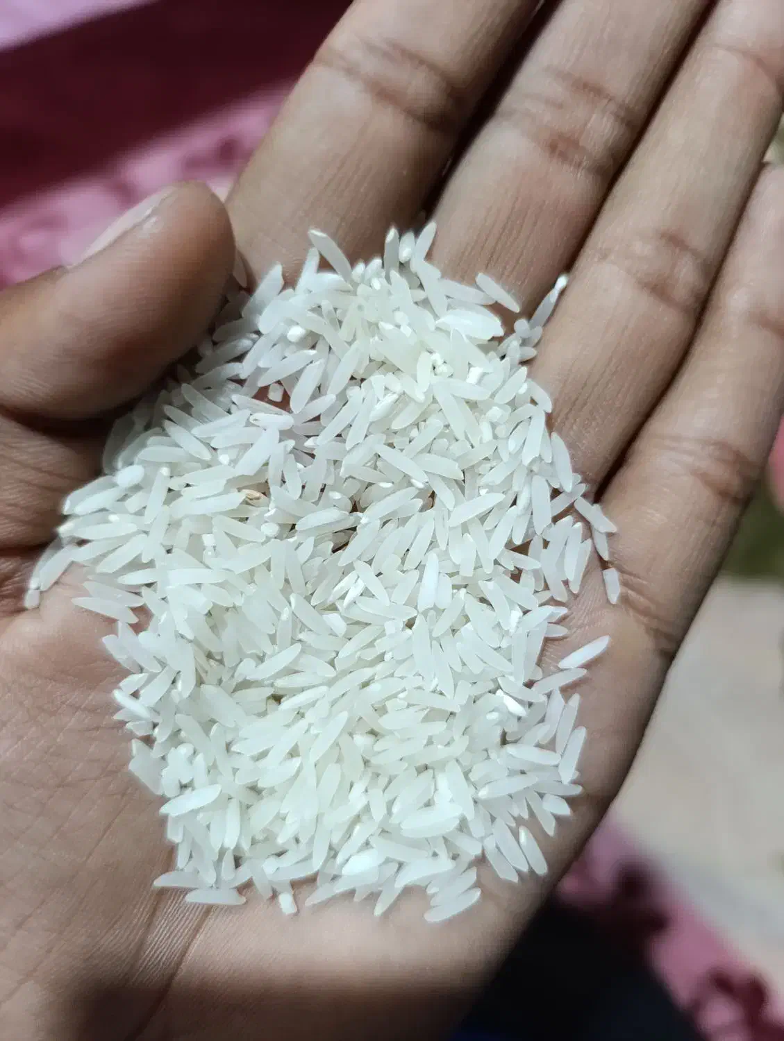 برنج فجر سوزنی|عمده‌فروشی|آزادشهر, |دیوار