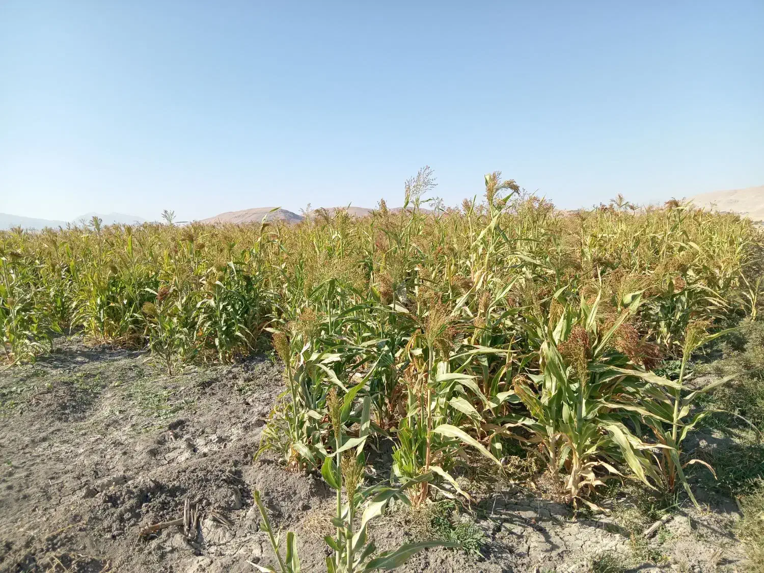 جارو محلی سنتی تازه سرپا نچیده شده|لوازم نظافت|خرمآباد, |دیوار