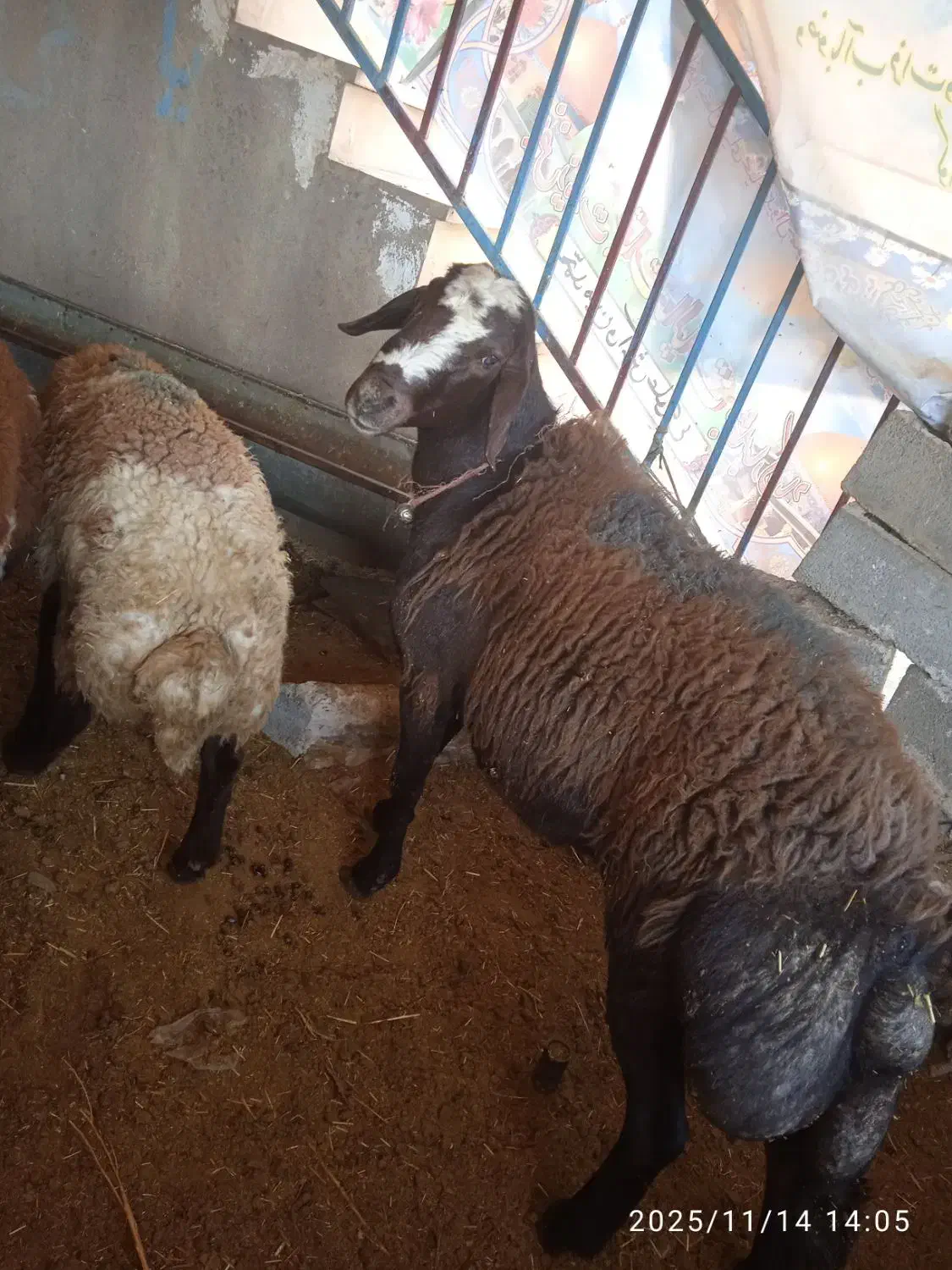 قوچ افشار اصل|حیوانات مزرعه|ملایر, |دیوار