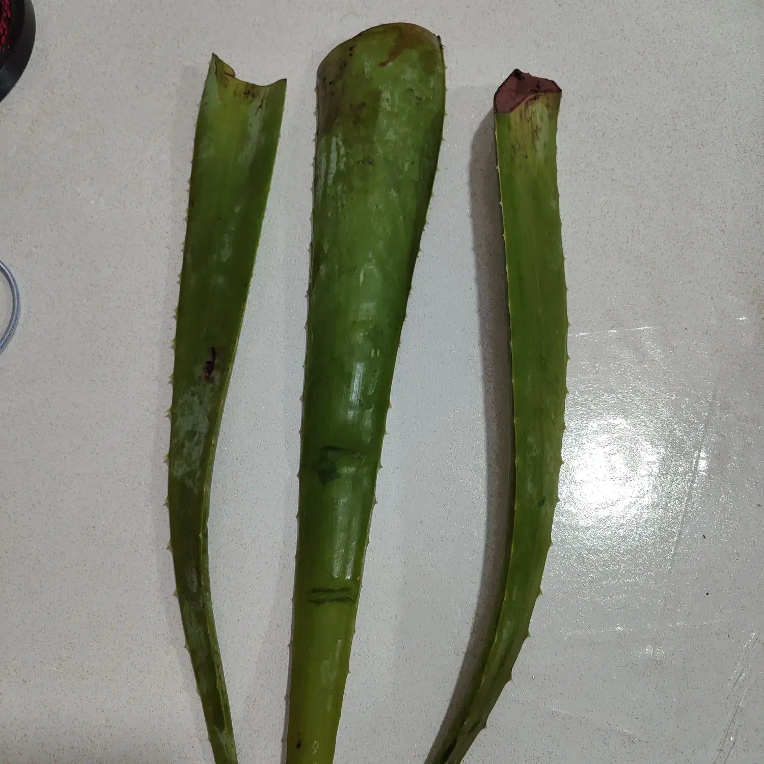 برگ الوئه ورا|گل و گیاه طبیعی|رشت, انصاری|دیوار