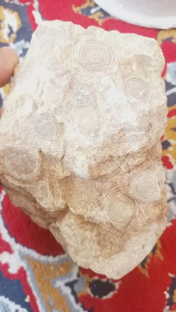 سنگ فسیل و شهاب سنگ مریخی|جواهرات|رباط‌کریم, رباط‌کریم|دیوار