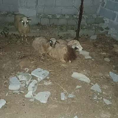 بره|حیوانات مزرعه|رشت, پیرسرا|دیوار