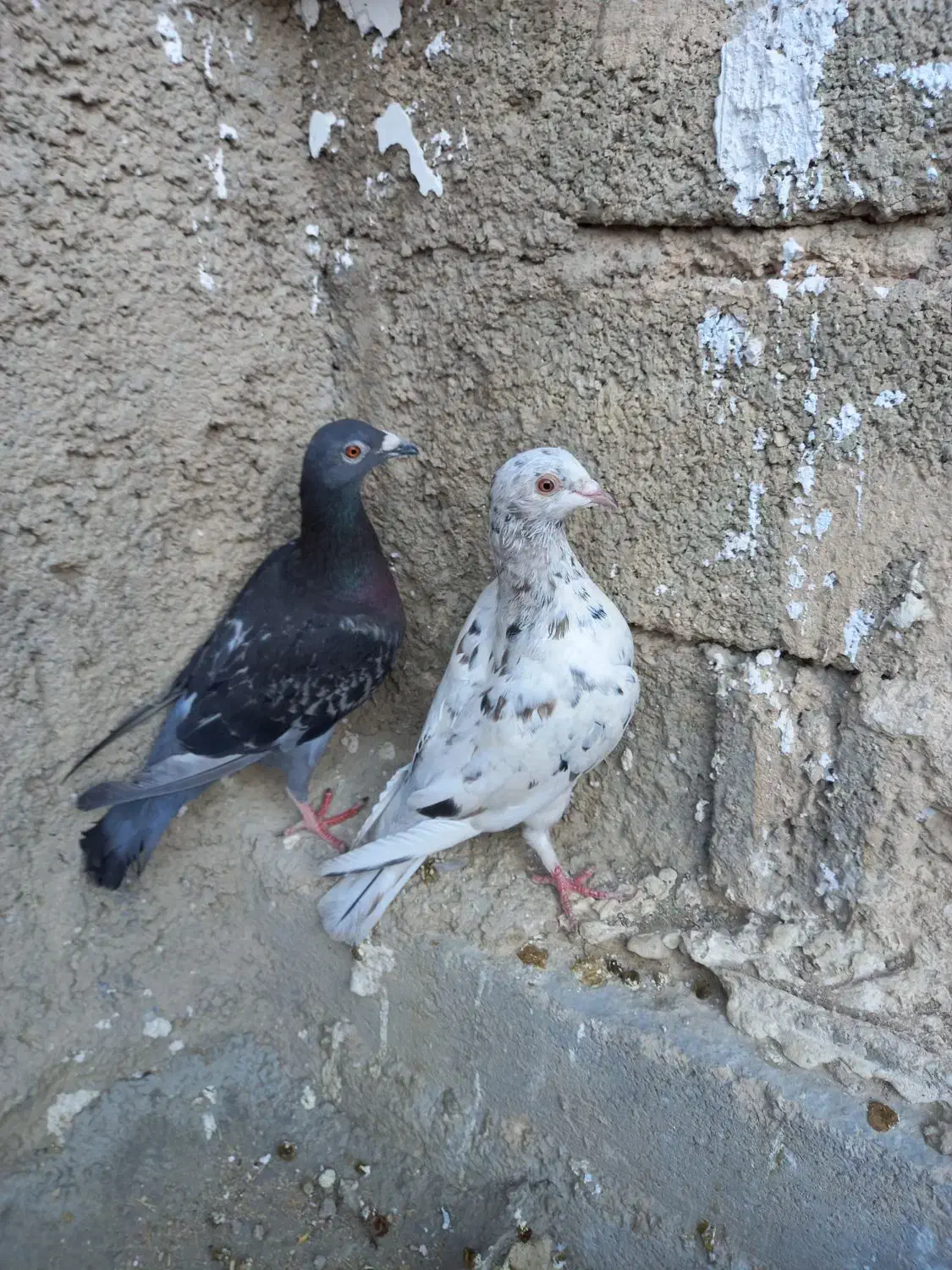 فروش کبوتر|پرنده|سیمکان, |دیوار