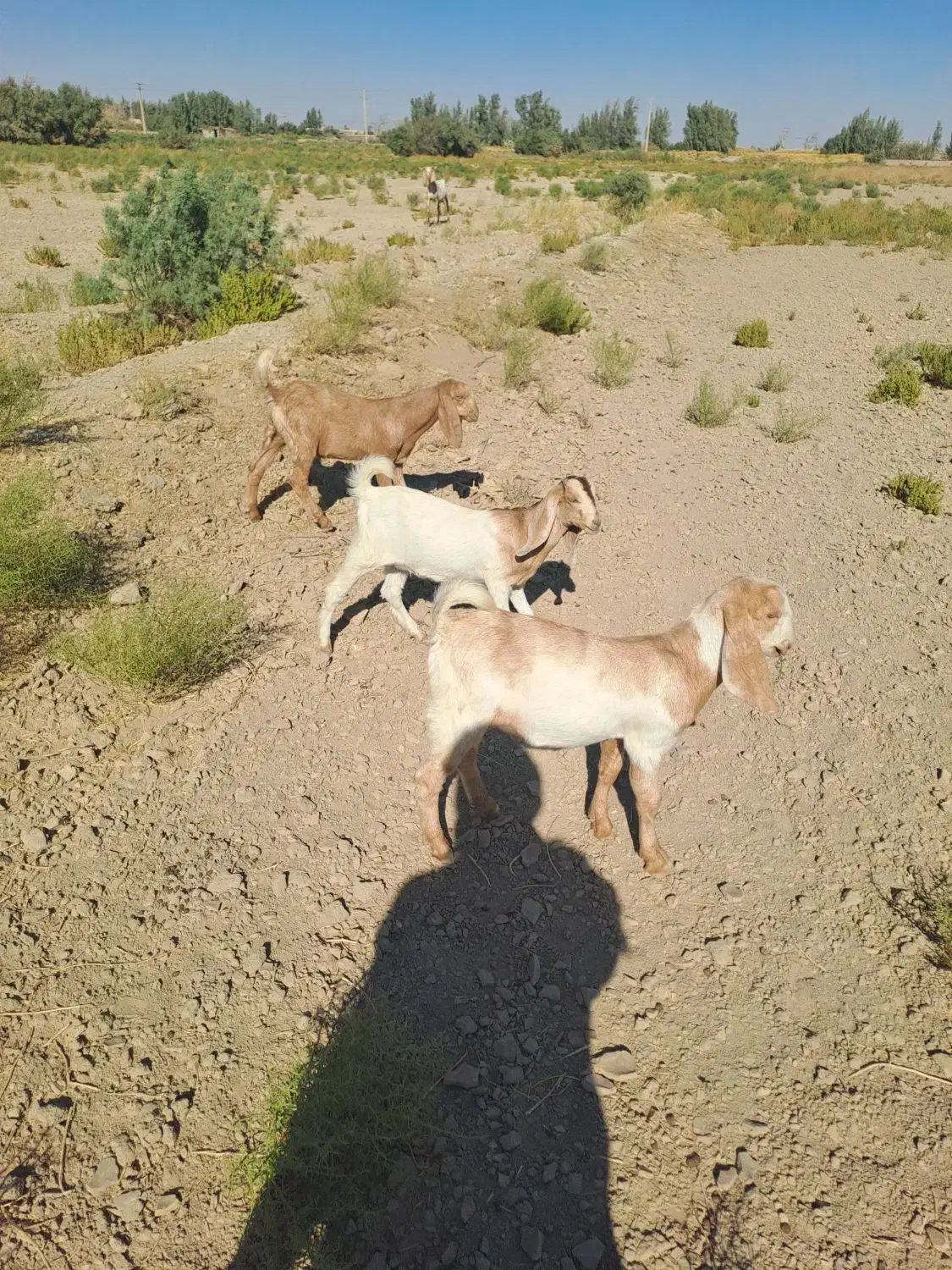 بزغاله فروشی|حیوانات مزرعه|هیرمند, |دیوار