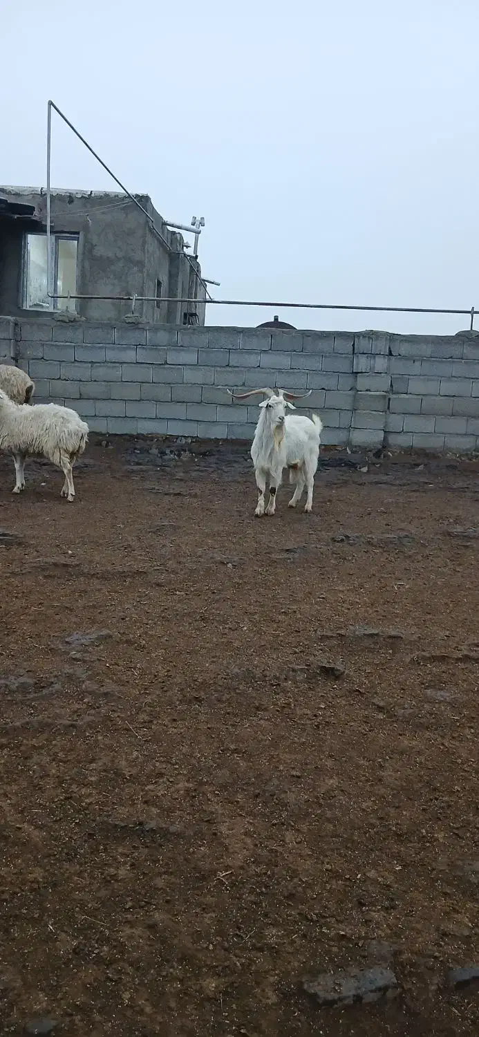 بز نر سانن|حیوانات مزرعه|مشگین شهر, |دیوار