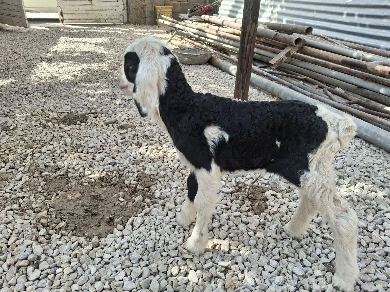 یک راس بره شیری ماده ذات دار|حیوانات مزرعه|مرودشت, فیروزی|دیوار