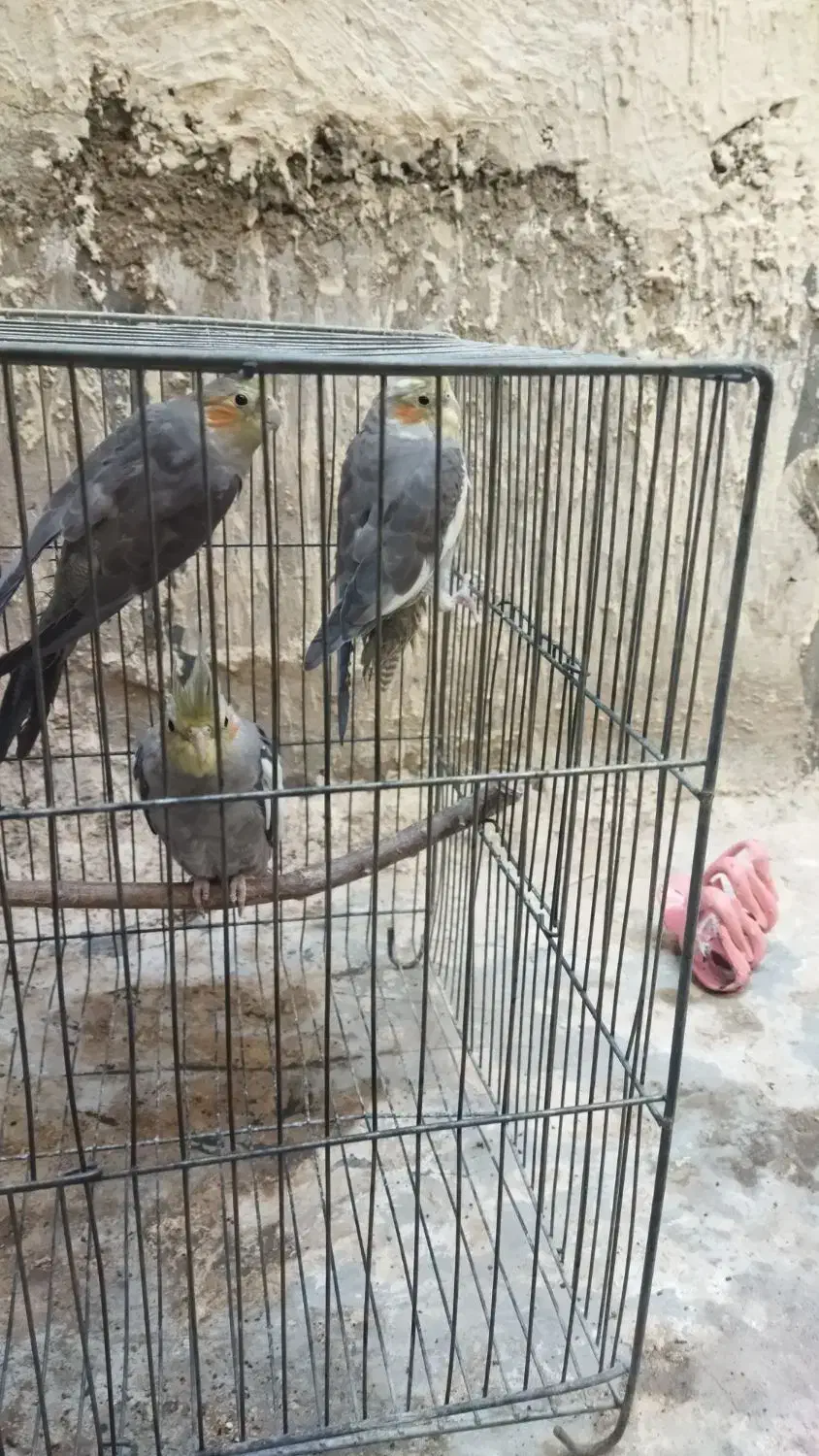 چهار تا عروس هلندی|پرنده|پلدشت, |دیوار