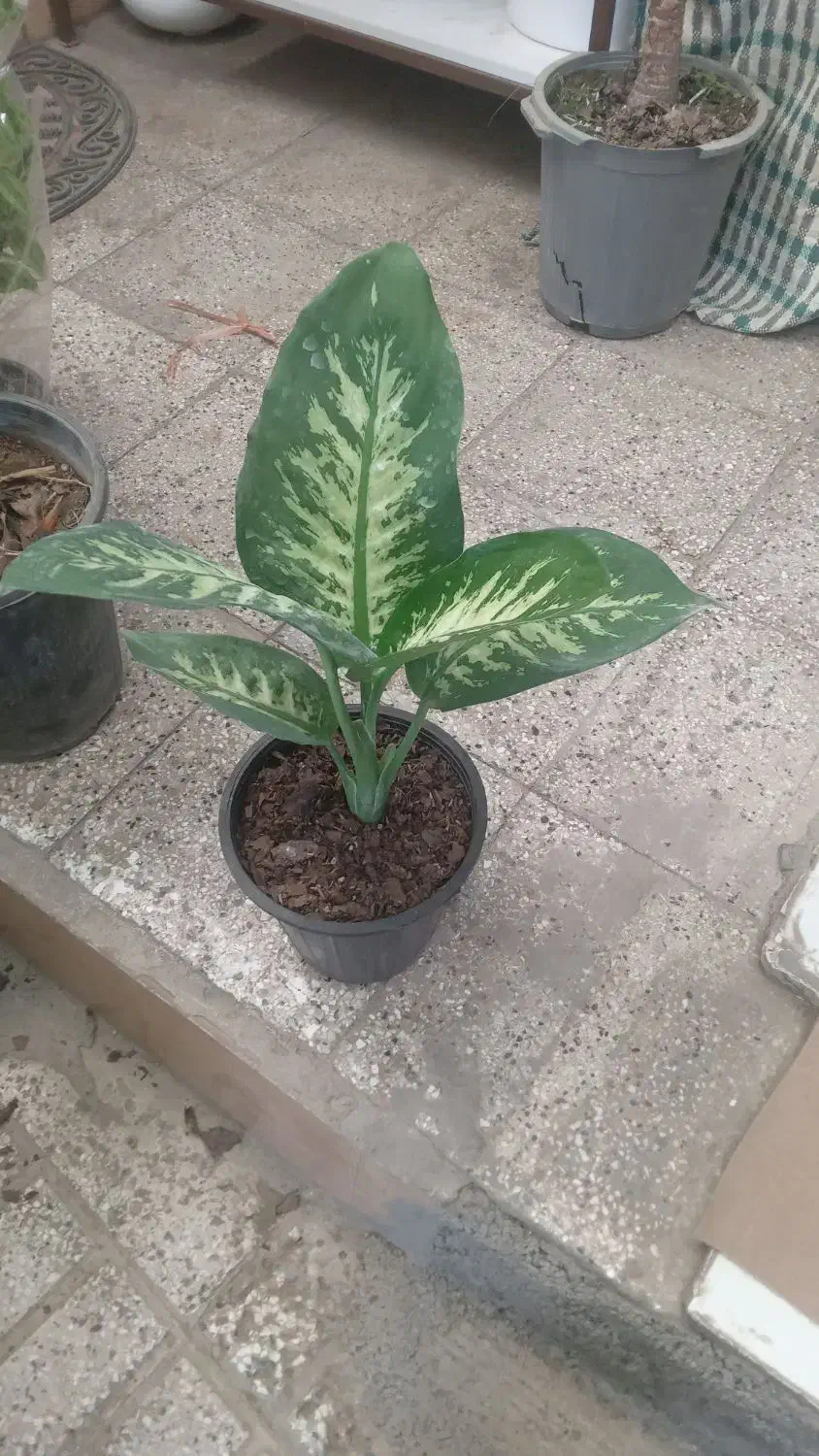 تمام گلها  از ۱۰۰تا ۱۵۰هزار حراج|گل و گیاه طبیعی|نیشابور, ناسیونال|دیوار