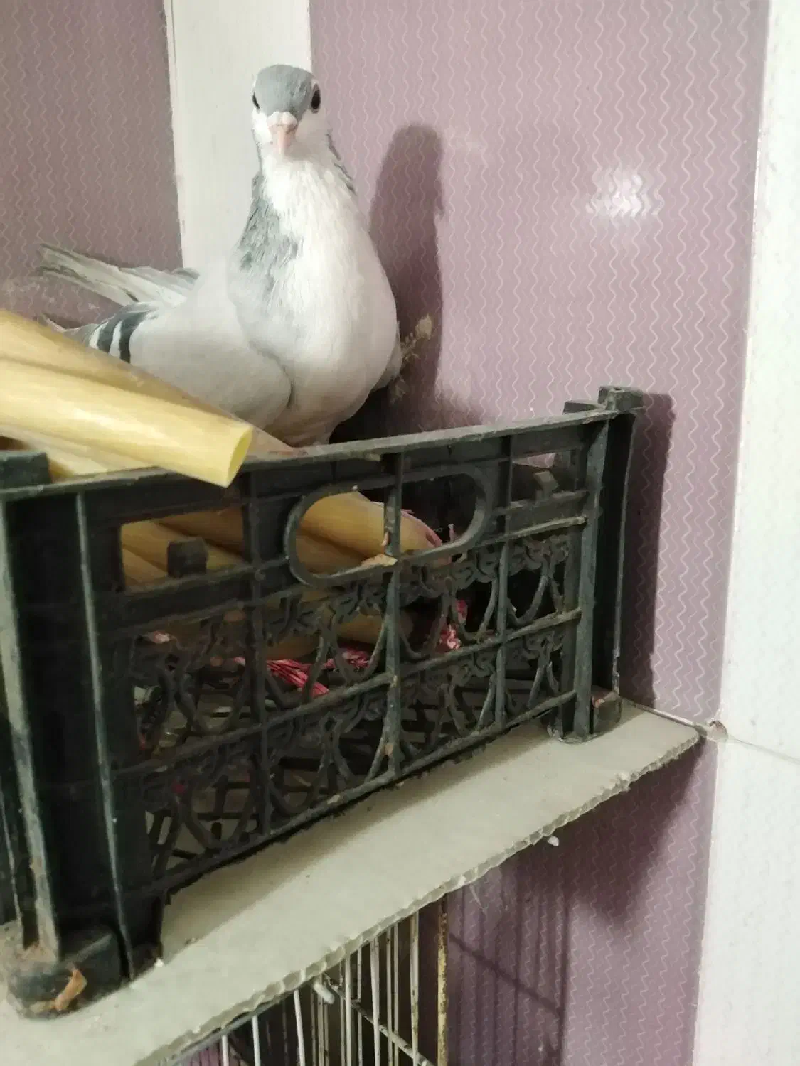 یک کبوترماده ویک جفت خال|پرنده|نیشابور, فخریه|دیوار