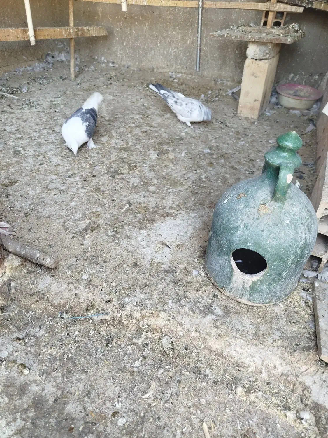 کفتر تهرانی|پرنده|قرچک, شهرک گلها|دیوار