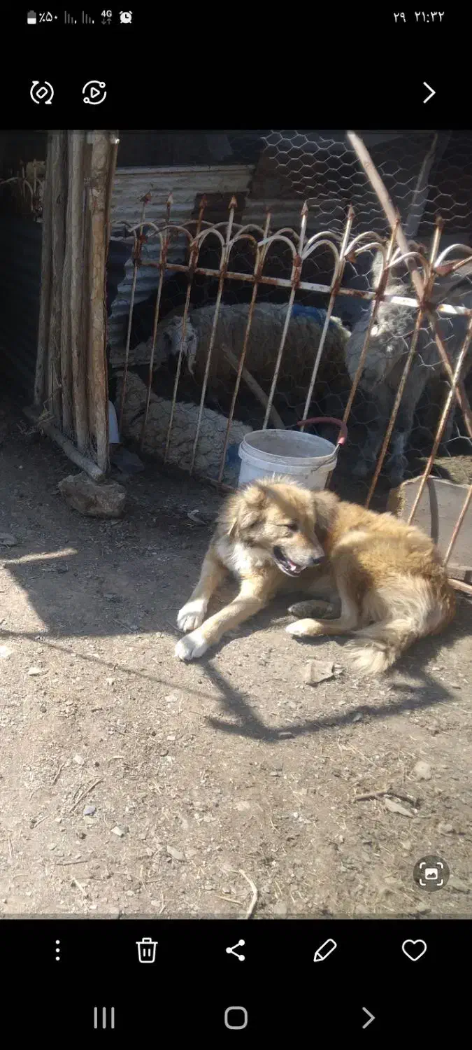 سگ گلگی دهن پاک|سگ|طرقبه, |دیوار