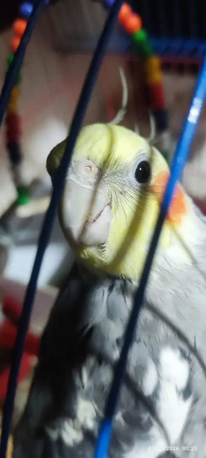 عروس هلندی جفت|پرنده|باسمنج, |دیوار