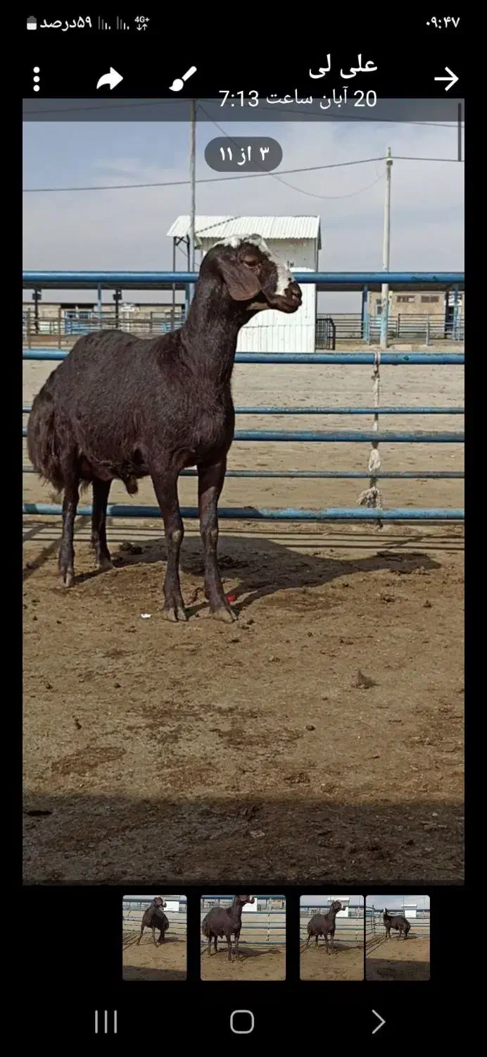 دامداری|حیوانات مزرعه|طاغنکوه, |دیوار