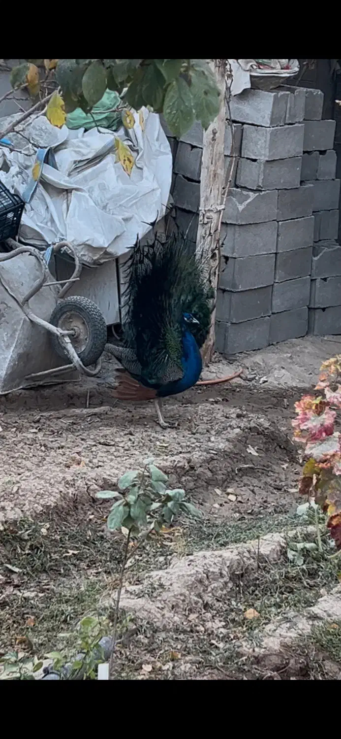 طاووس بالغ|پرنده|شاهرود, |دیوار